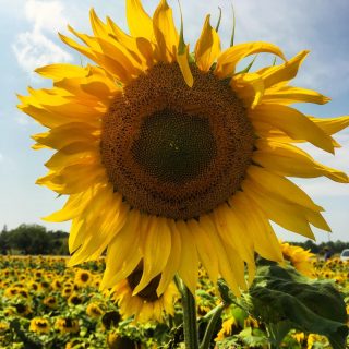 Feeling pretty darn sunny on this rainy day🌻

#northernair #sunflowers #puremichigan #sunflowerfields #optoutside #elkrapids #outsideisthebestside #upnorth #findyourhappy #feedyoursoul #ifitcomesletitcome