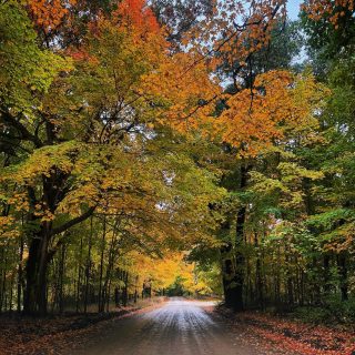 Change is hard at first, messy in the middle and gorgeous in the end🧡

#change #seasons #fall #letitgo #puremichigan #backroads #autumn #spookyseason #fallfoliage #fallinmichigan #october