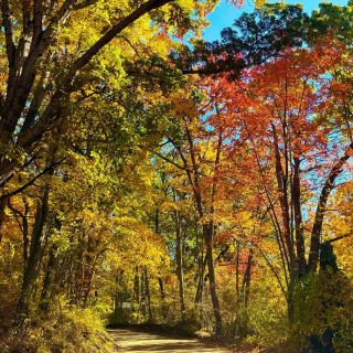 Soaking up all that October sunshine🧡

#fall #autumn #seasons #change #fallinmichigan #backroads #optoutside #puremichigan #outsideisthebestside #sunshine #october #nature #fallfoliage #embracingthechanges