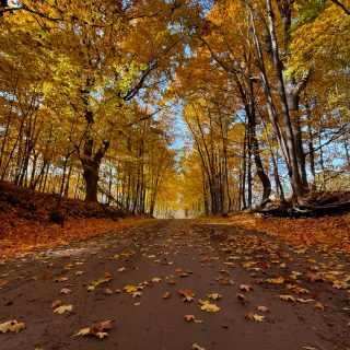 ✨Golden hour✨ 
These colorful backroad views cannot be beat. October really is the most beautiful time of year. 

#michigan #october #fall #dirtroads #puremichigan #autumn #autumnleaves #leaveschanging #optoutside #fallcolors #oaklandcounty #backroads #fallingforfall #naturelovers